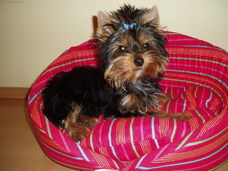 Foto: Chanelka